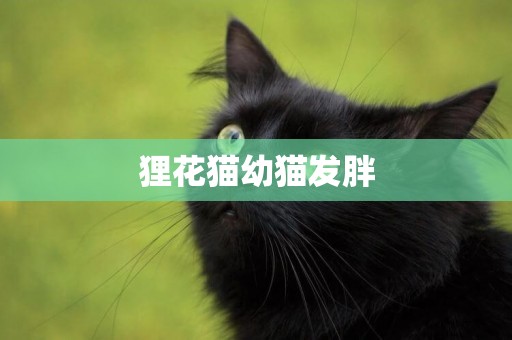 狸花猫幼猫发胖